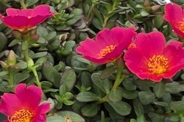 Mega Dark Pink thumb.png